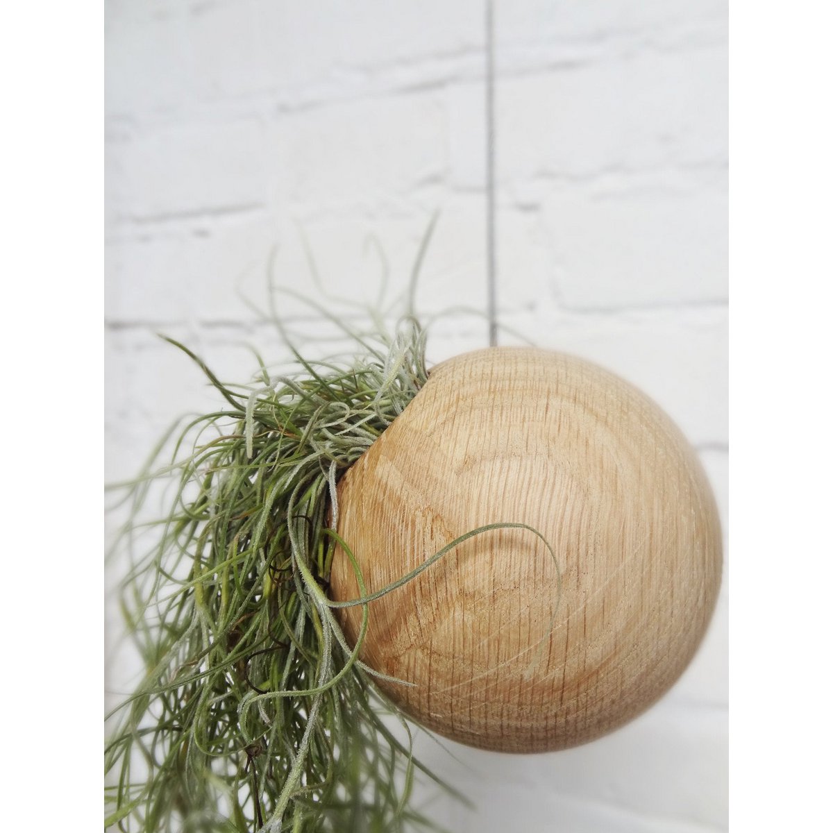 Tillandsia Usneoidus (hiszpański mech)