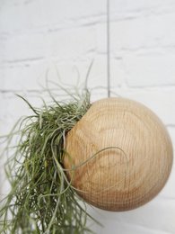 Tillandsia Usneoidus (Spanish Moss)
