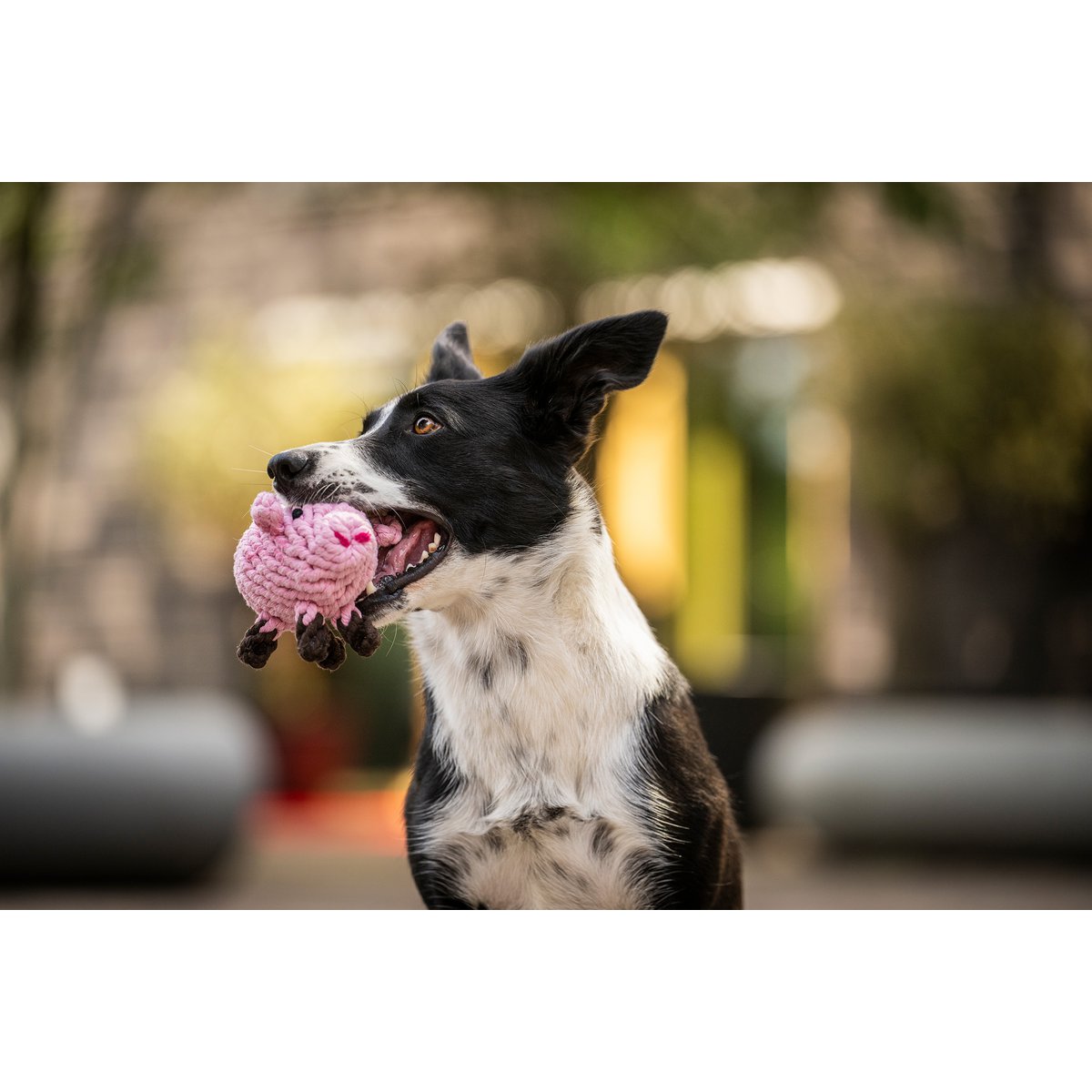 Hundespielzeug aus Baumwolltau Glücksschwein - PIGGY PIG
