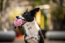 Hundespielzeug aus Baumwolltau Glücksschwein - PIGGY PIG