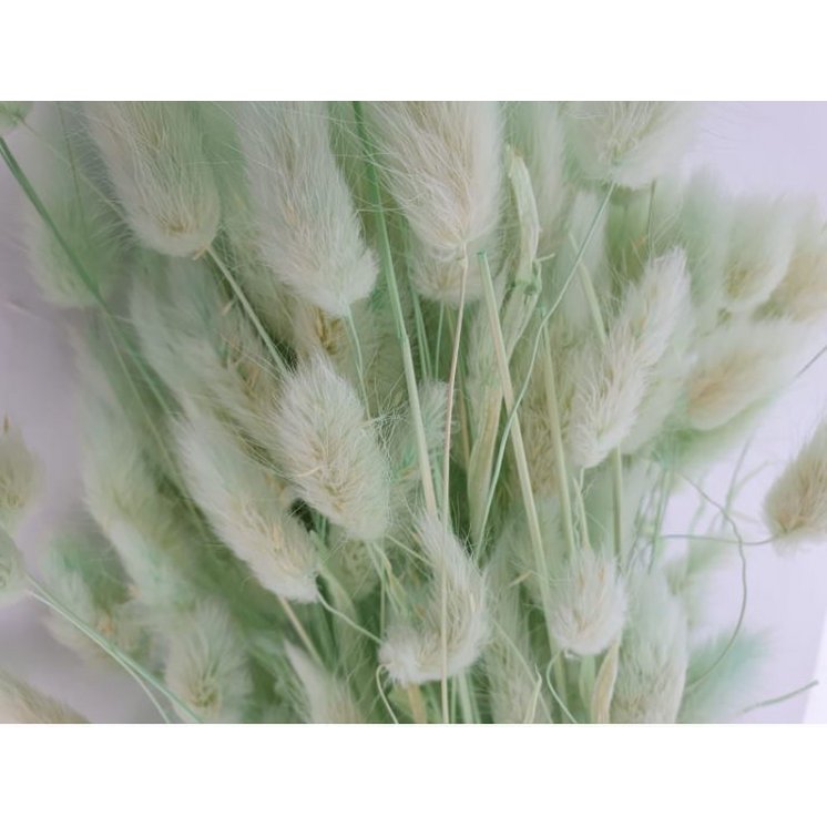 Sauge Lagurus Dalio 100 g