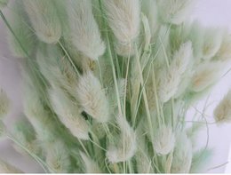 Lagurus Dalio sage 100 g