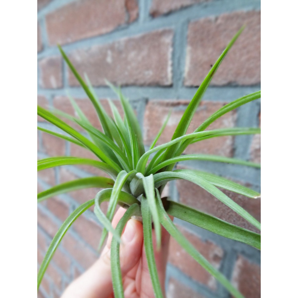 Tillandsia Abdita