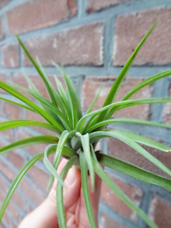 Tillandsia Abdita