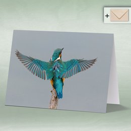 Greeting card featuring a vibrant image of a kingfisher bird with its wings spread, perched on a branch. The card is suitable for birthday celebrations.