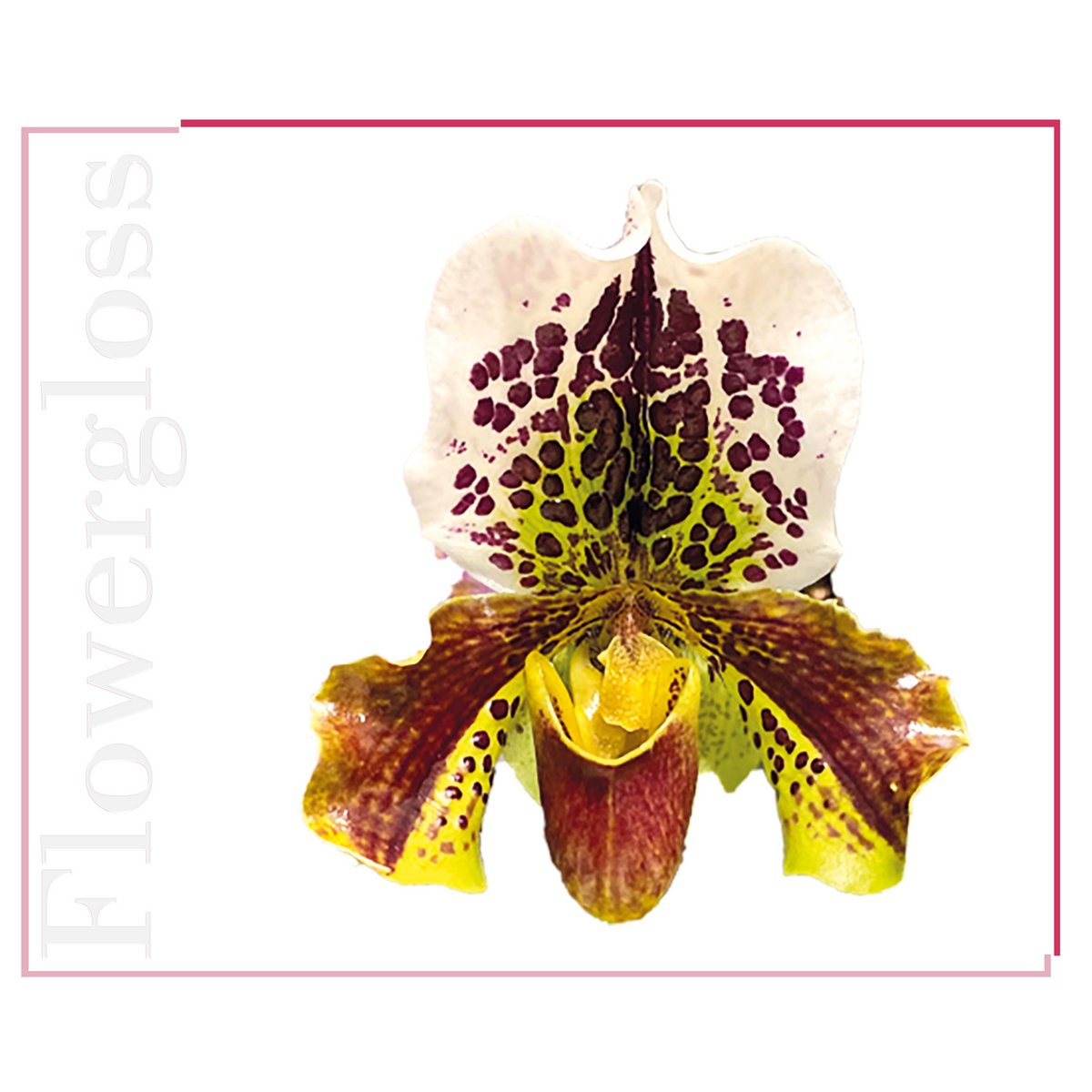 Flowergloss FG02 Orchid | made from fruit and vegetables without titanium dioxide “NEW”