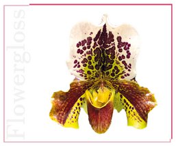 Flowergloss FG02 Orchid | made from fruit and vegetables without titanium dioxide “NEW”