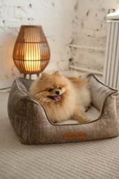Phoebe Luxury Dog Bed – Premium Velvet, håndlavet i Europa, moderne designerstil