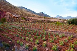 Organic aloe vera flower honey