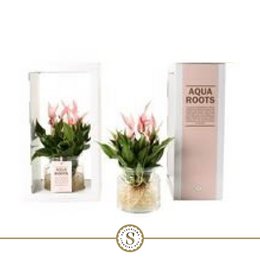 Anthurium Aqua Roots Lilli