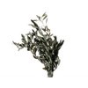 Olive Preserved - 50 cm