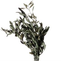 Olive konserviert - 50 cm