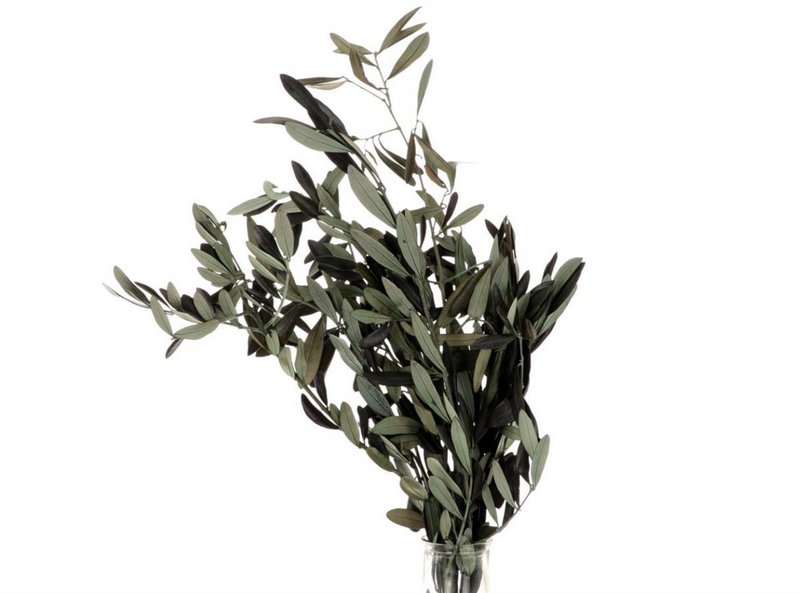 Olivenkonserveret - 50 cm