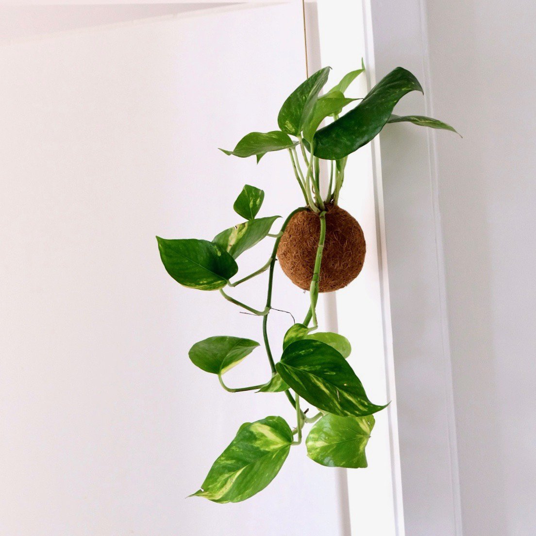 Zestaw DIY Kokedami