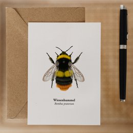 Hummel Postkarte – Hochwertige Grußkarte mit Zeichnung von Wiesenhummel – FSC®-Papier