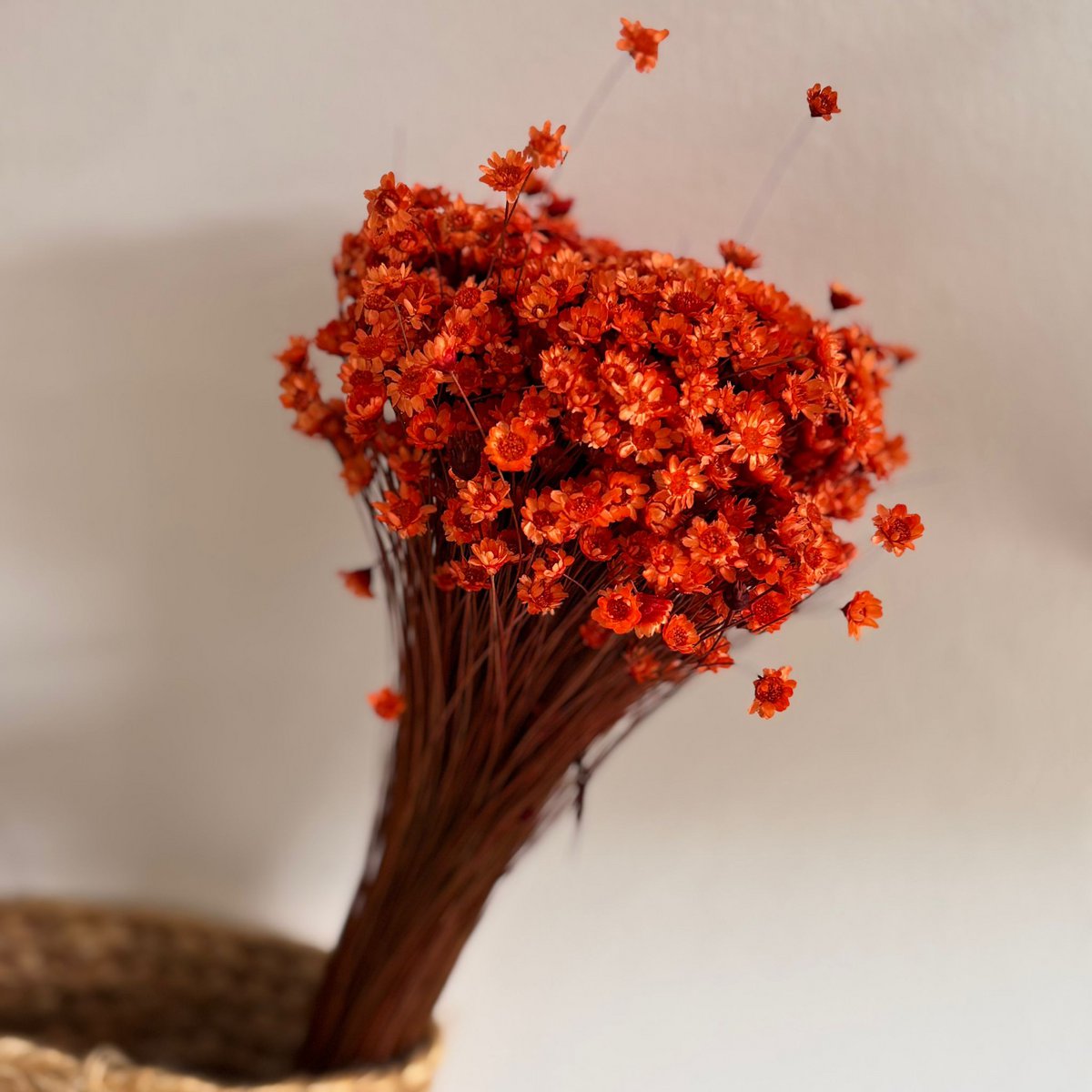 Glixia in diversity: Colorful dried flowers for creative decoration