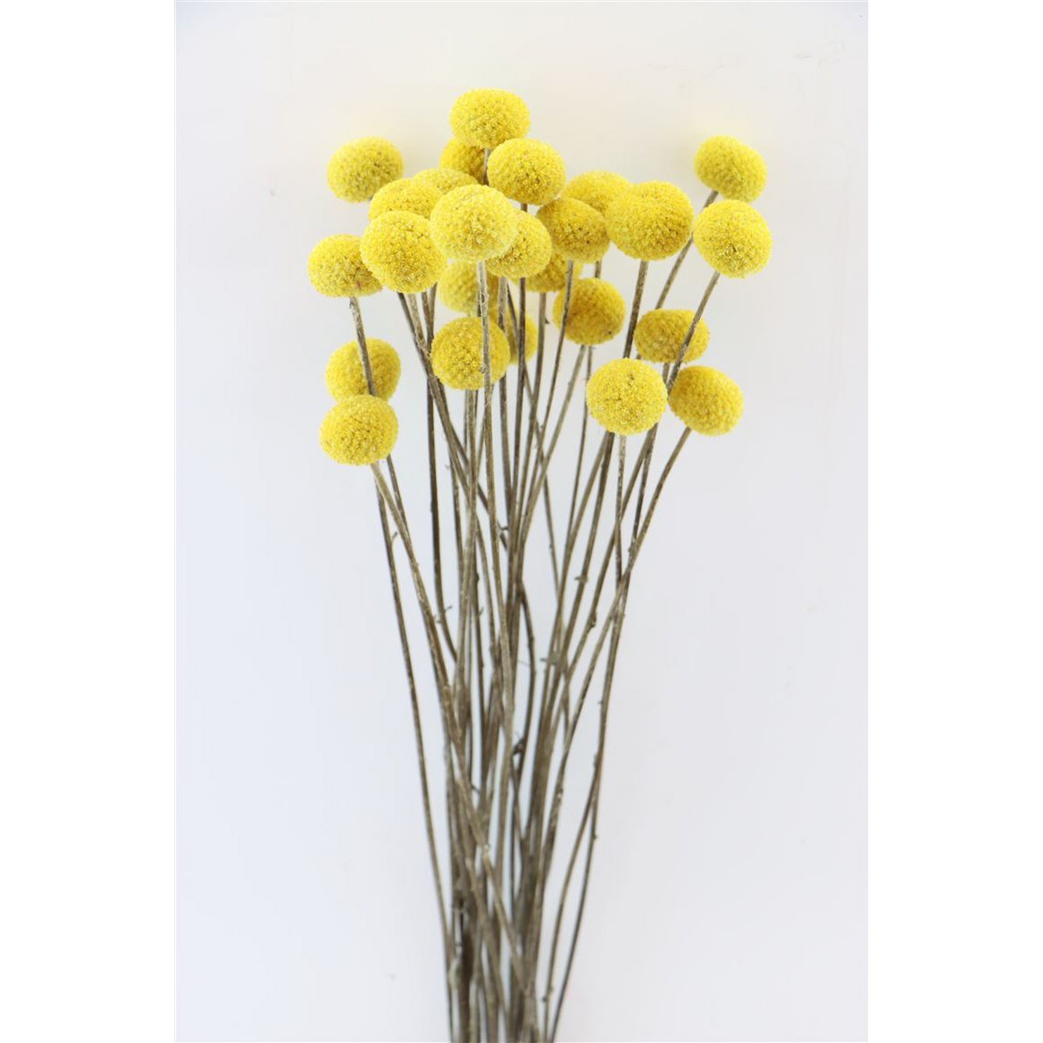 Craspedia - muslo - 60 cm - flores secas