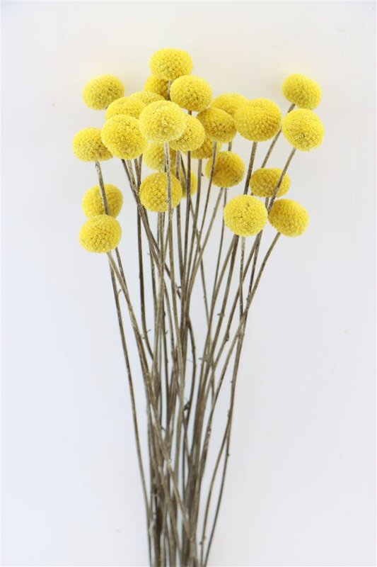 Craspedia - trommestik - 60 cm - tørrede blomster