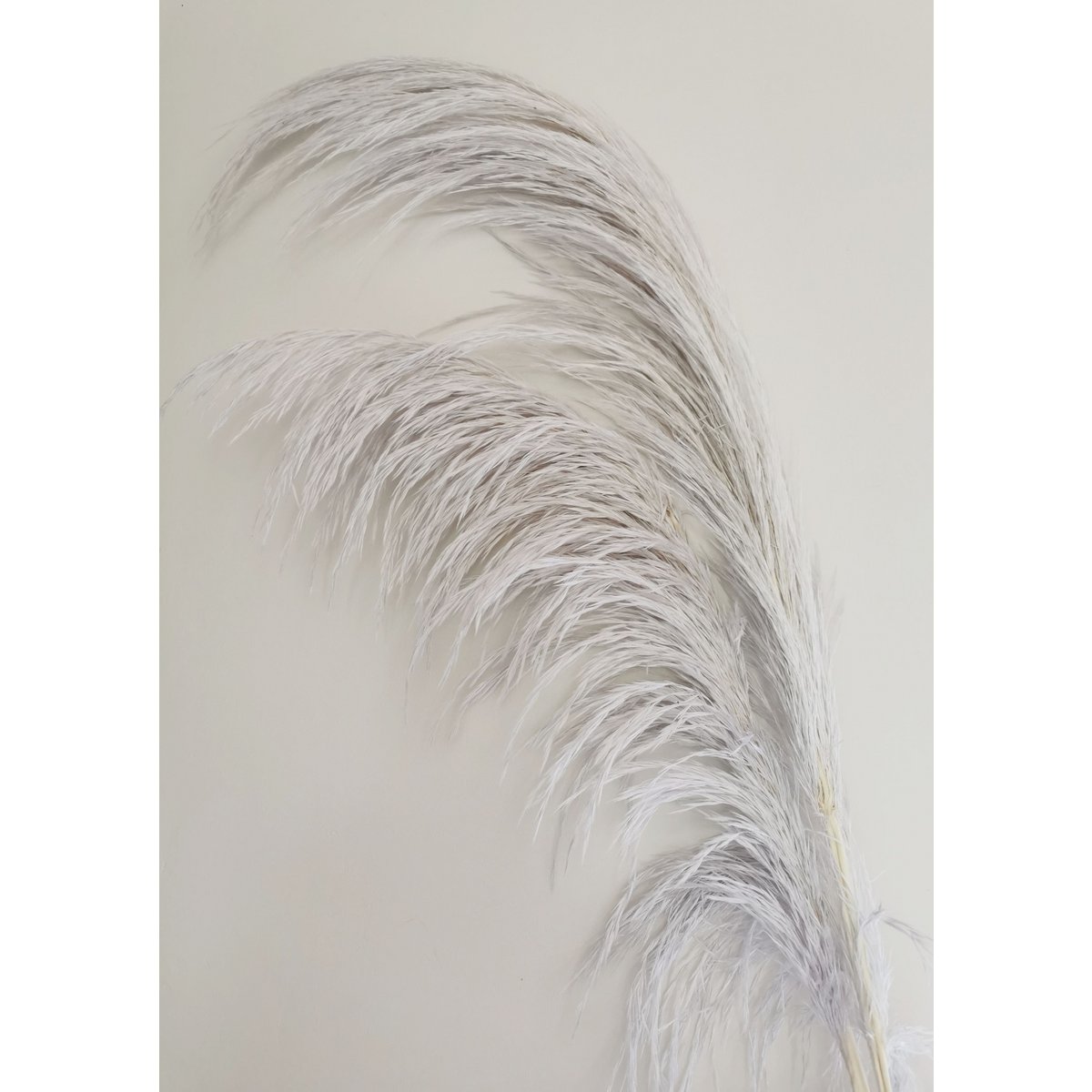 Pampas Light Lavender, stabilizowany, +/- 80cm, 1 łodyga