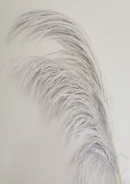 Dried pampas grass stem, approximately 80cm tall, with light lavender-colored plumes.