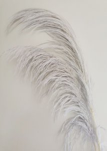 Pampas Light Lavender, stabilized, +/- 80cm, 1 stem