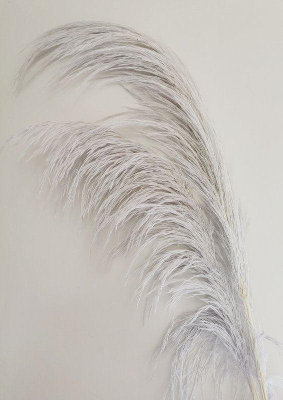 Pampas Light Lavande, stabilisées, +/- 80cm, 1 tige