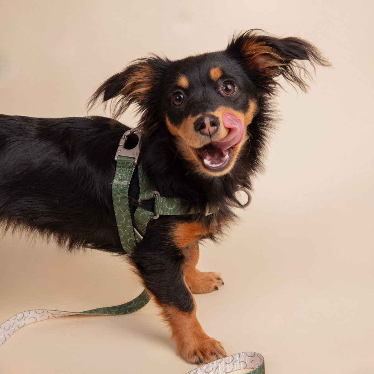 Harnais pour chien sans traction Sabine