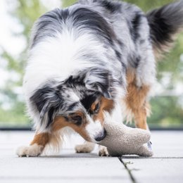 Snufflestar Greige