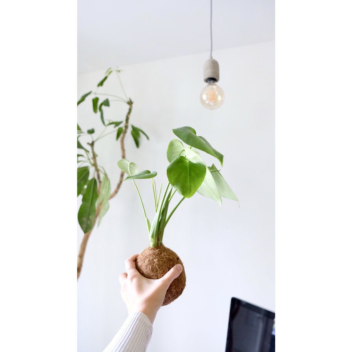 Zestaw DIY Kokedami