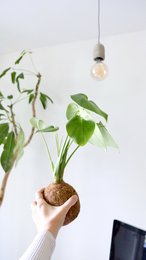 Zestaw DIY Kokedami