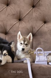 Dog leash with brass finish - Classic - Lilac Purple