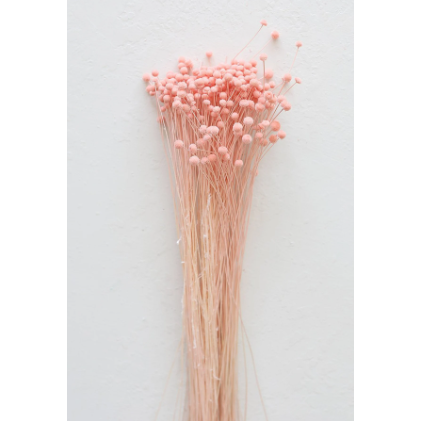Gedroogde Pinky-knop