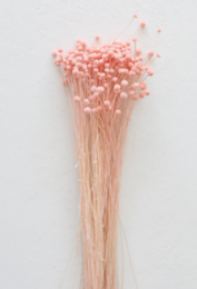 Suszony guzik Pinky