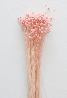Suszony guzik Pinky