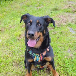Tropical Y Comfort Harness
