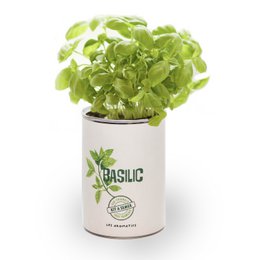 Basil