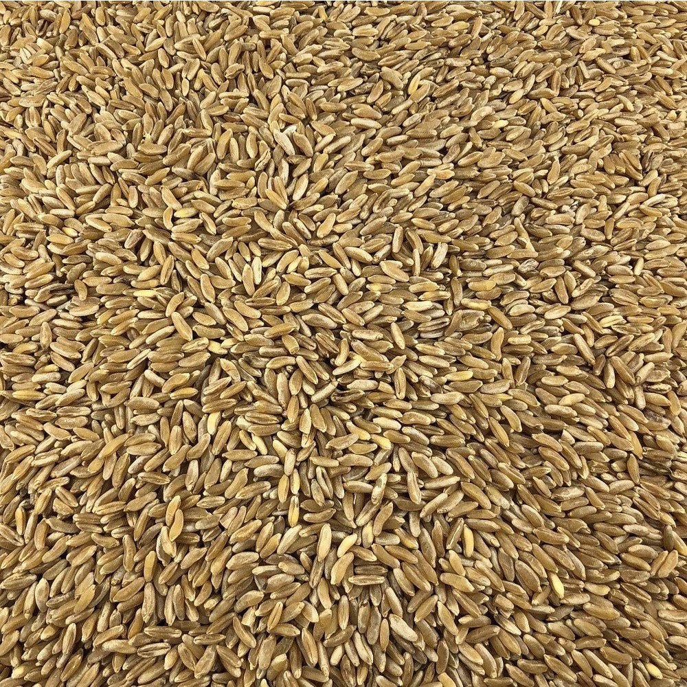 Organic Ancient Wheat in Bulk