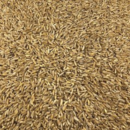 Organic Ancient Wheat in Bulk