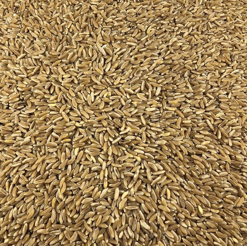 Organic Ancient Wheat in Bulk