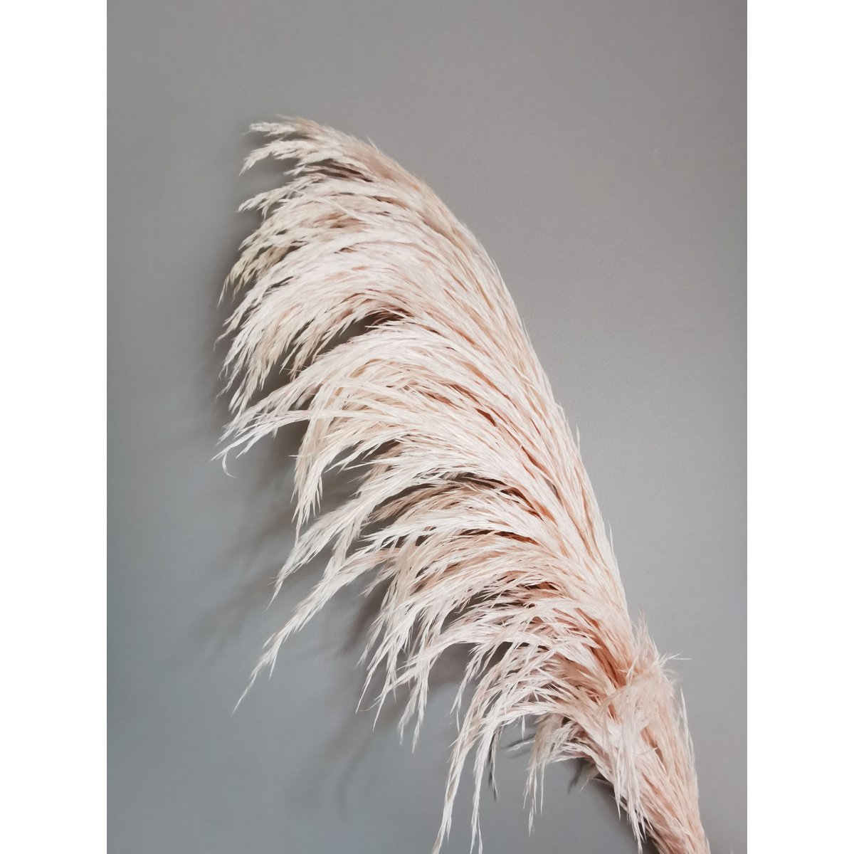 Jasnoróżowa Pampas, stabilizowana, +/- 80cm, 1 łodyga