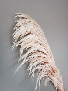 Pampas Pale Pink, stabilized, +/- 80cm, 1 stem