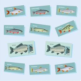 Der hübsche Fisch