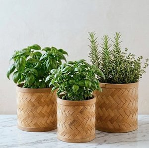 Pot of Bamboo; Set of 3 different sizes