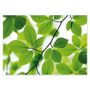 Artipics Tischsets Buche Light 4 Stück Platzsets Abwaschbar Kunststoff je 42 x 30 cm Grüne Sommer Natur Tischdeko Für Küche, Essbereich, Gäste, Drinnen, Draußen