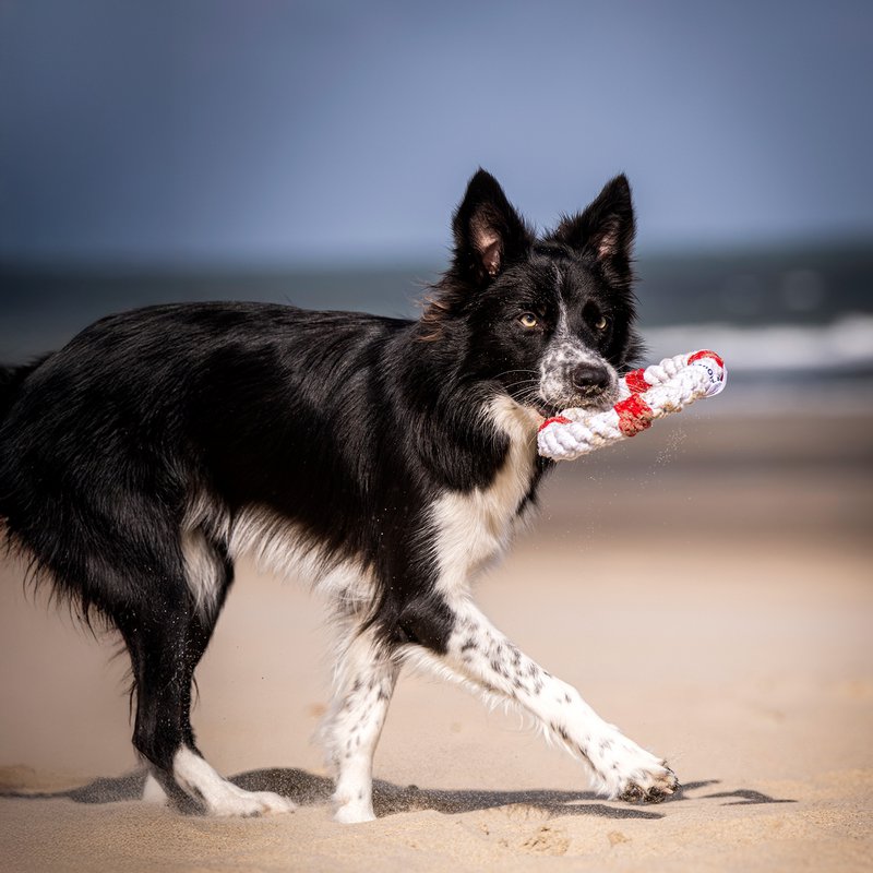 Rita reddingsboei - cultspeelgoed voor honden