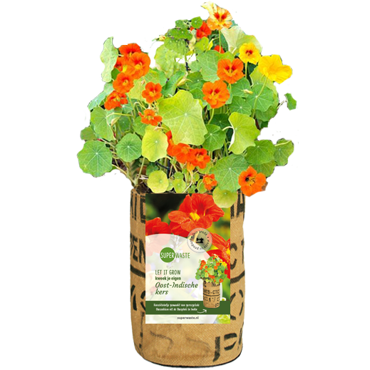 Let it Grow Nursery Garden - nasturtium