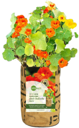 Jardín infantil Let it Grow - capuchina