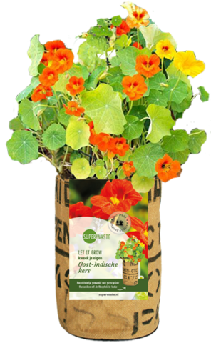 Let it Grow Nursery Garden - nasturtium