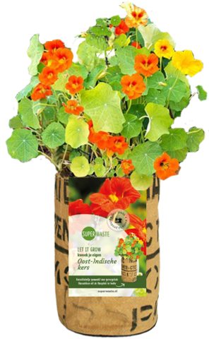 Let it Grow Nursery Garden - nasturtium
