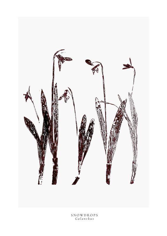a year in bloom. Set of 12 handprinted floral postcards.